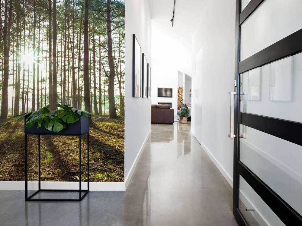 Sun rays through trees