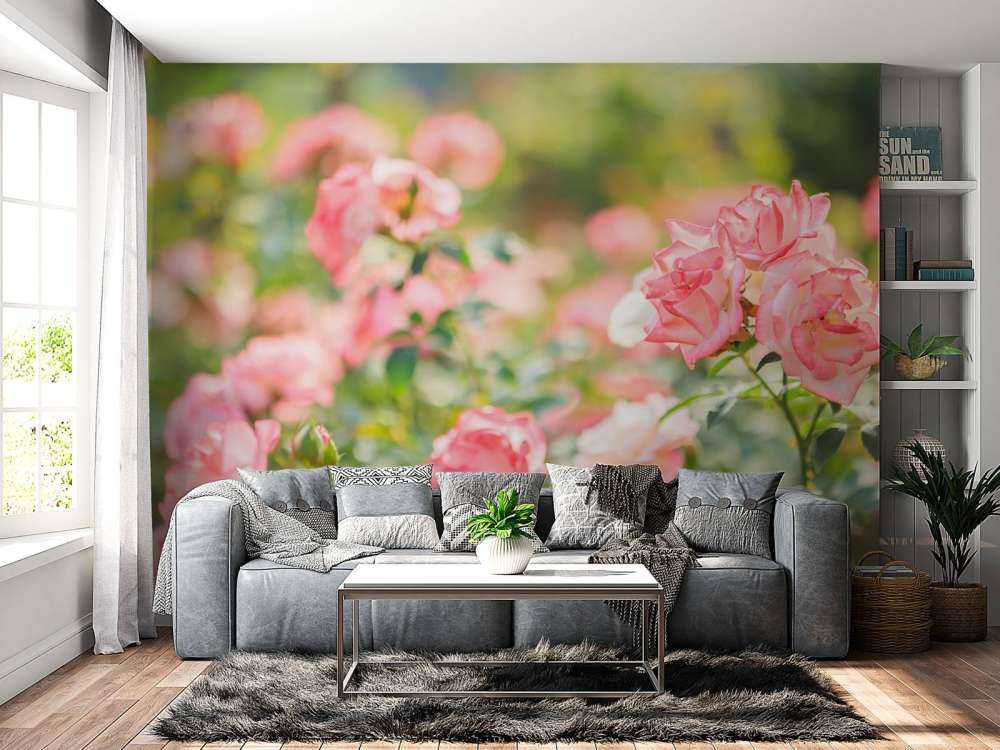 Jasnoróżowy krzew róży