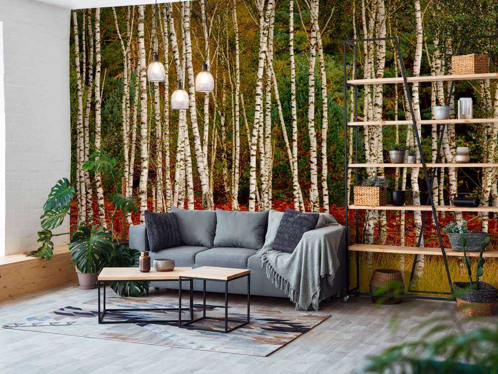 Brzozy na skraju lasu