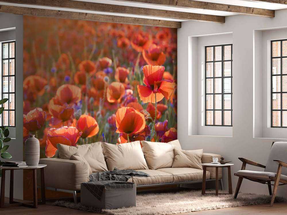 Maki w wieczornym świetle