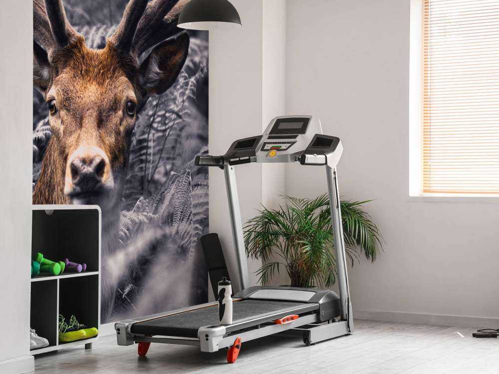 Zbliżenie na jelenia