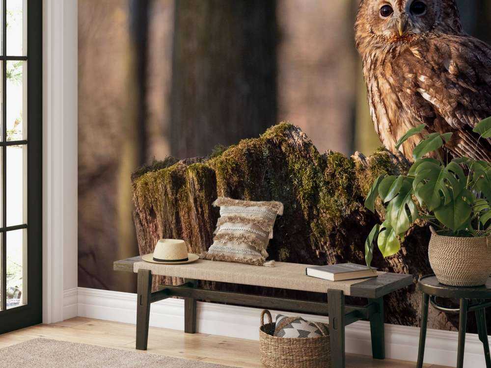 Mała sowa na złamanym drzewie