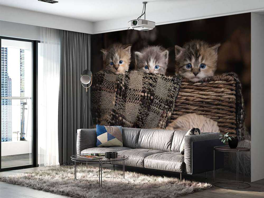 Trzy kocięta w koszyku