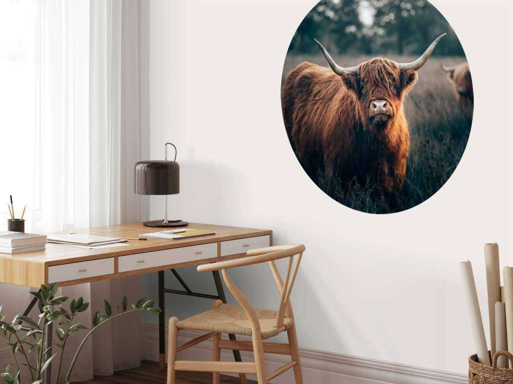 Szkocki góral w zbliżeniu