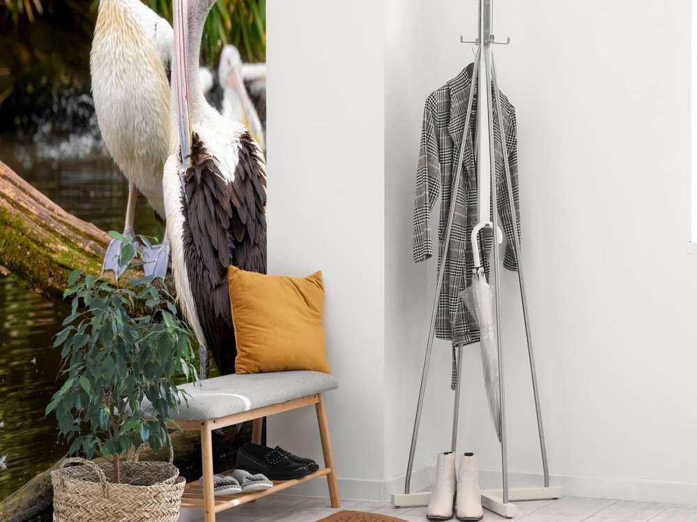 pelikany australijskie