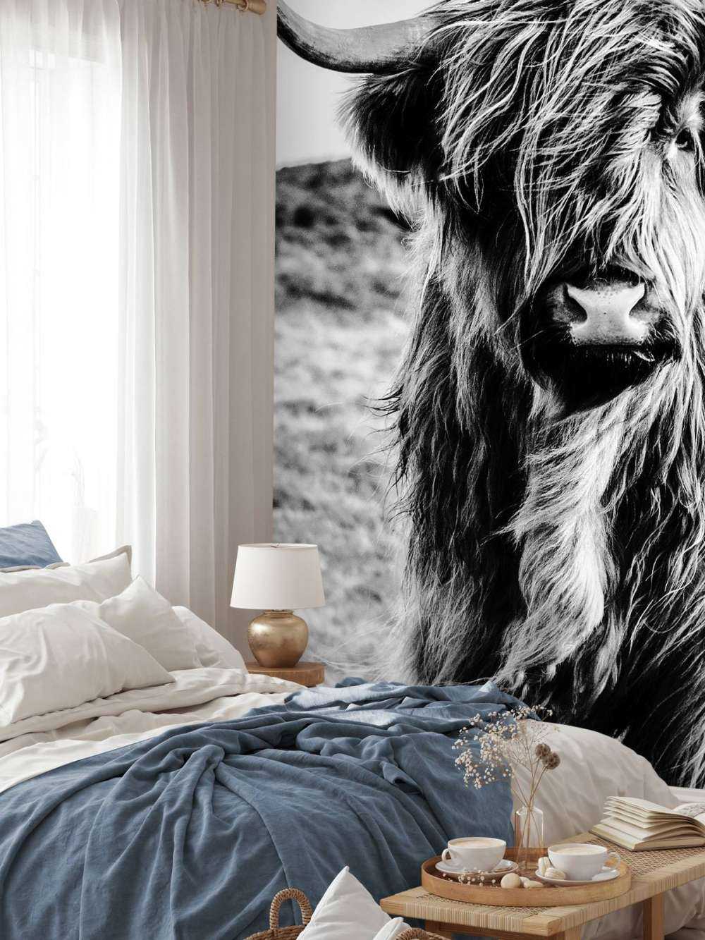 Szkocka rasa wyżynna w czerni i bieli