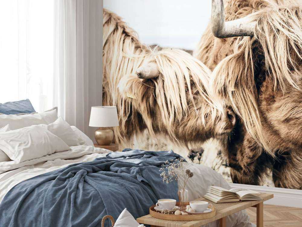 Dwa szkockie wyżynny