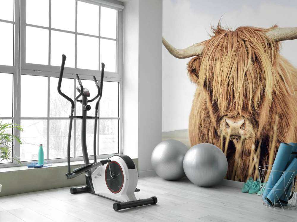 Zbliżenie na szkocką rasę wyżynna