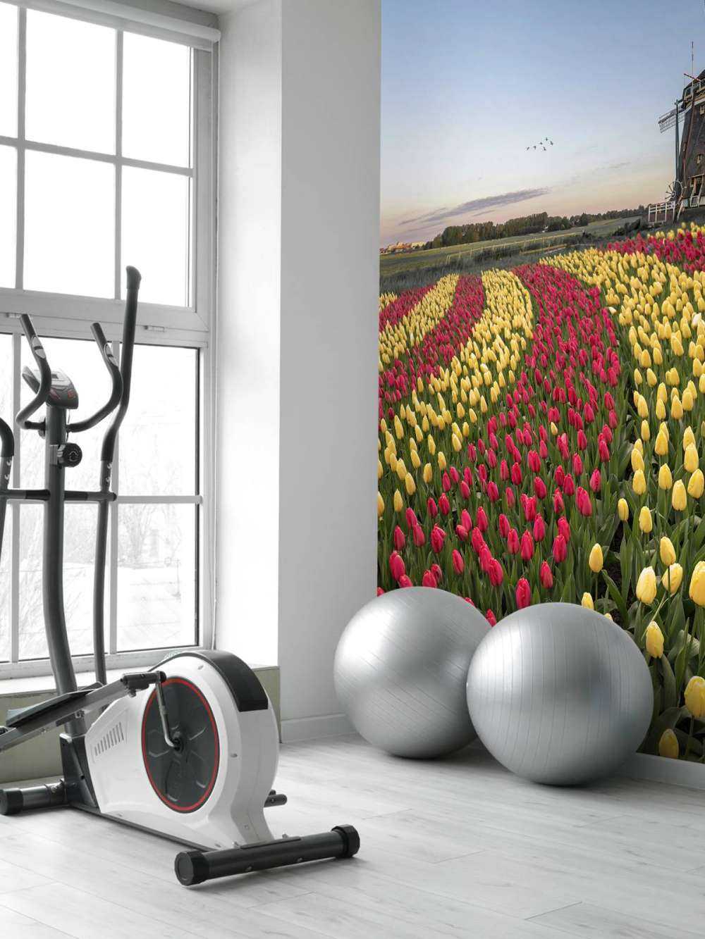 Holenderskie pole tulipanów