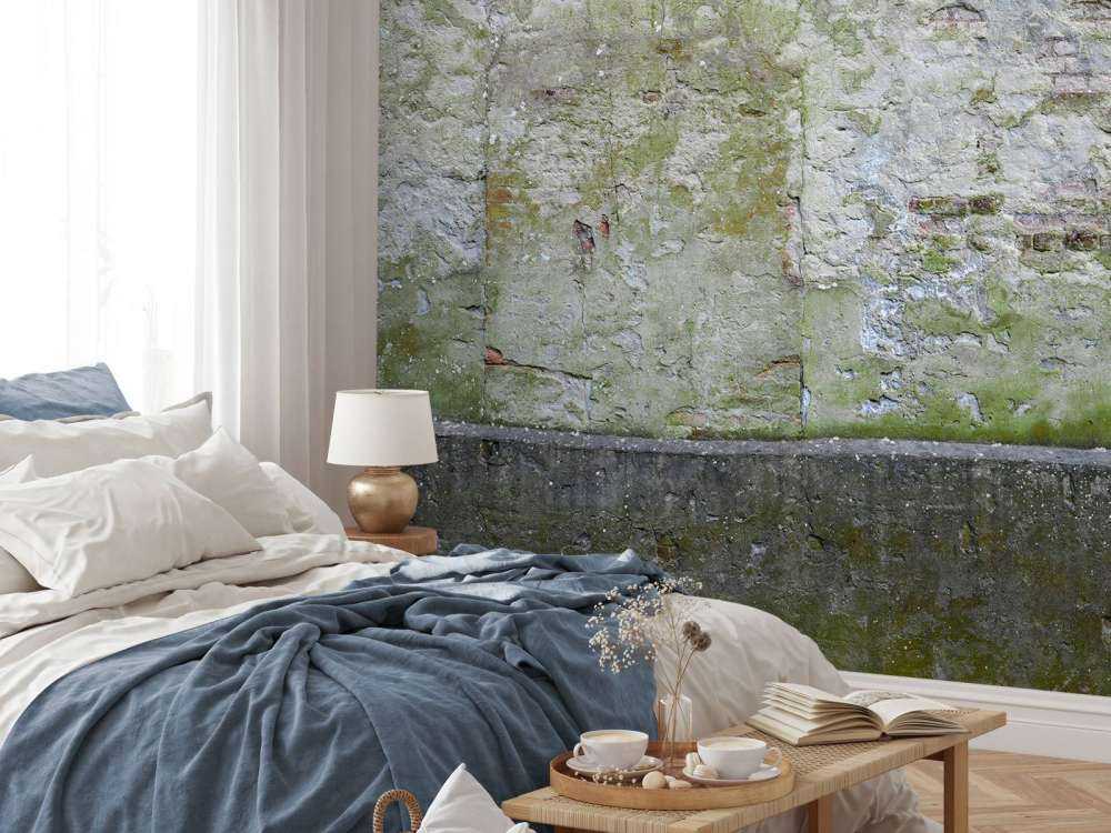 Mech na starej ścianie