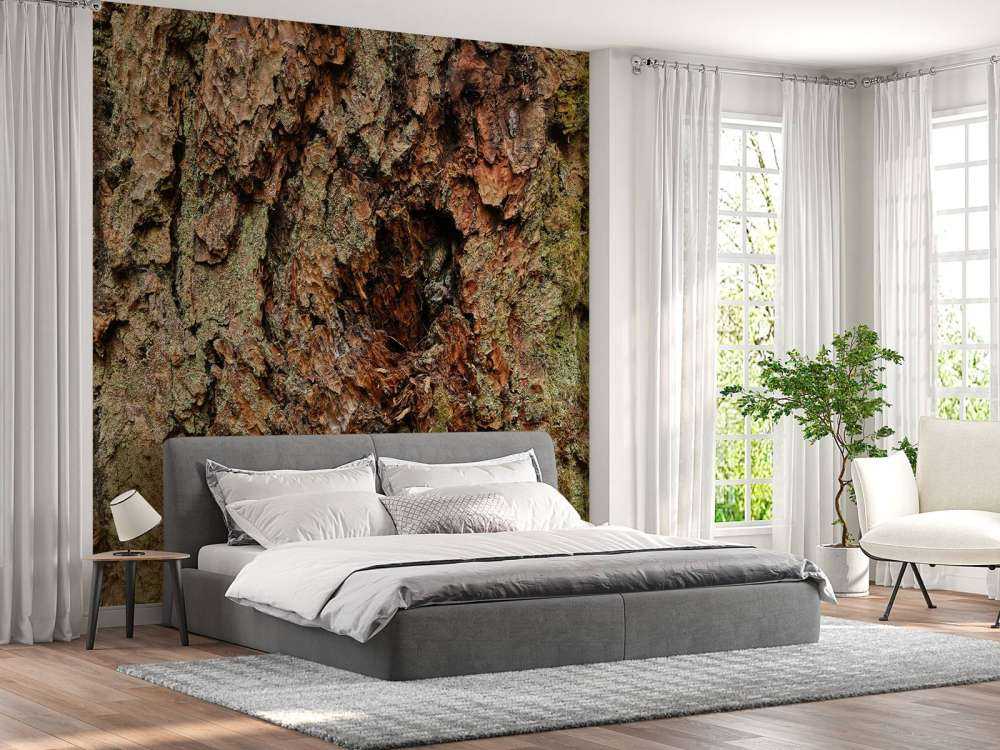 Kora drzewna stare drzewo