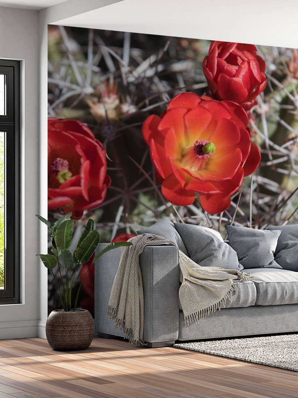 Czerwone kwiaty kaktusa