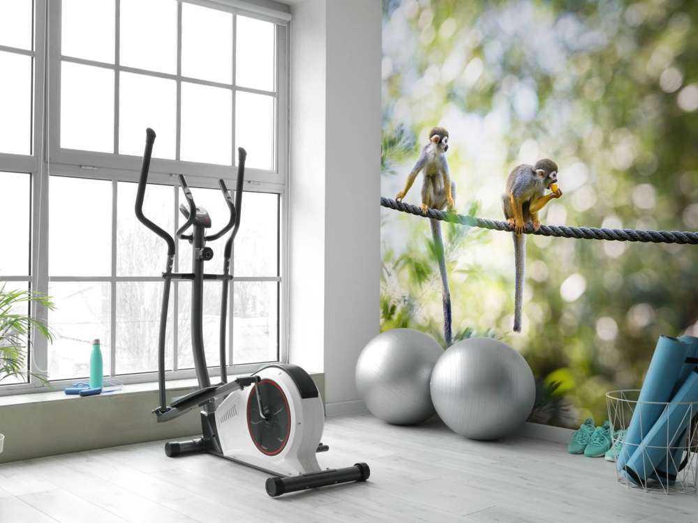 Małpy wiewiórki na linie