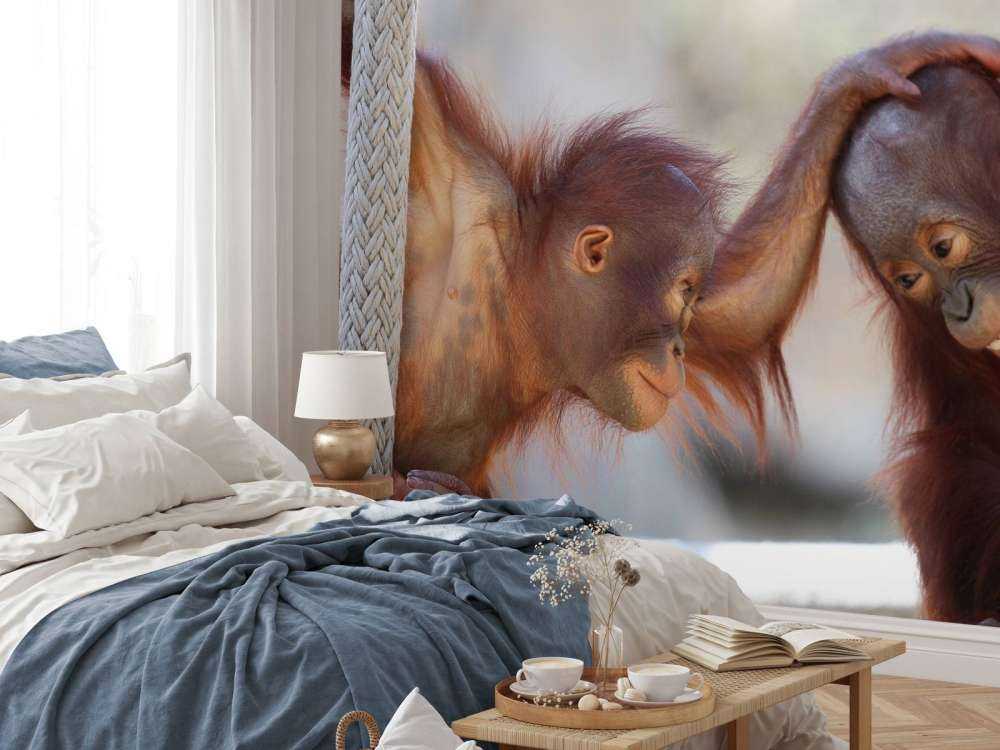 Dziecięce orangutany