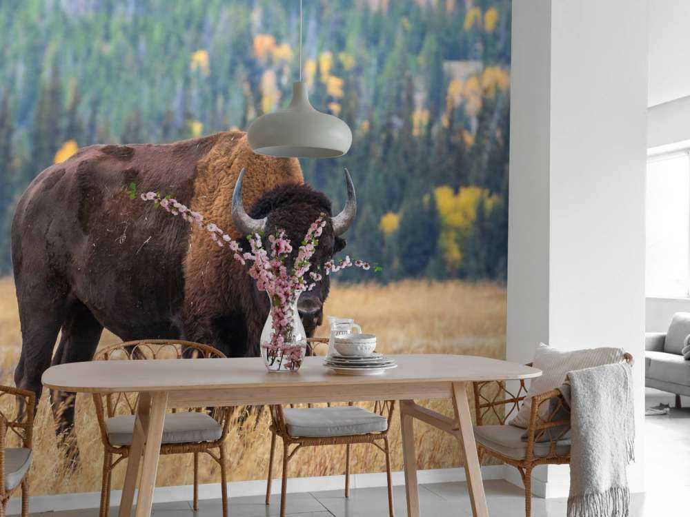 Bawół amerykański