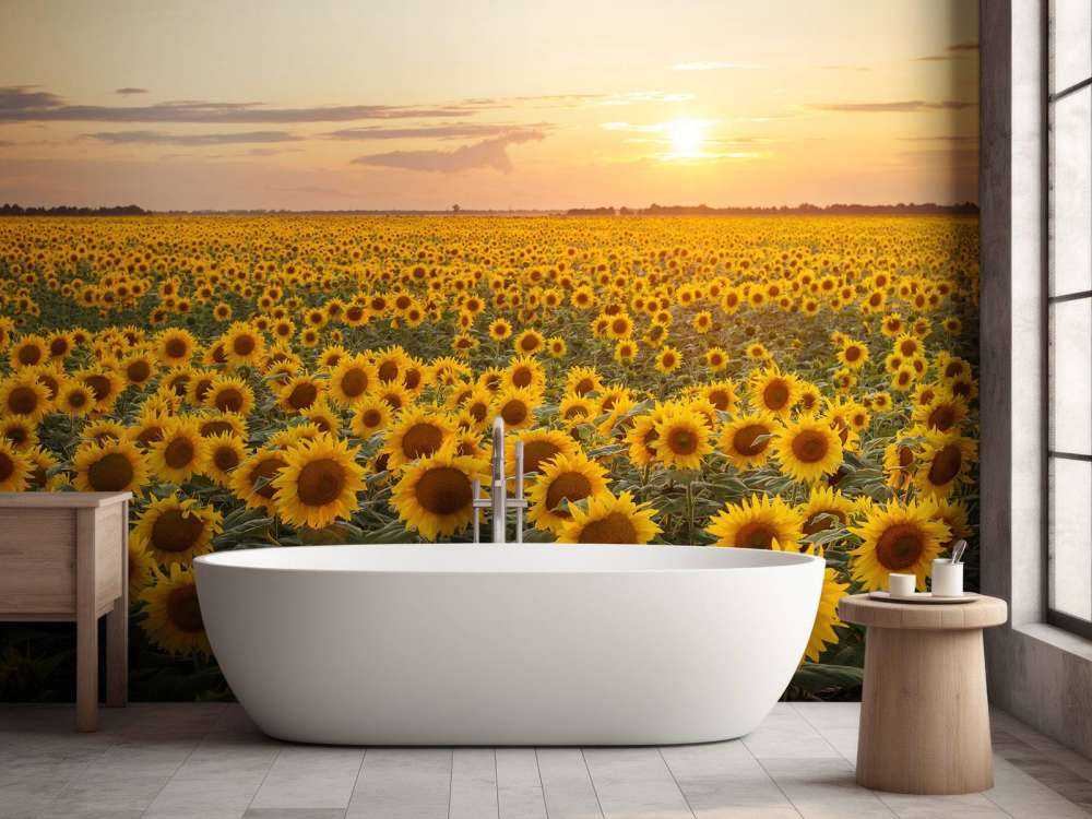 Pole słonecznika z zachodem słońca