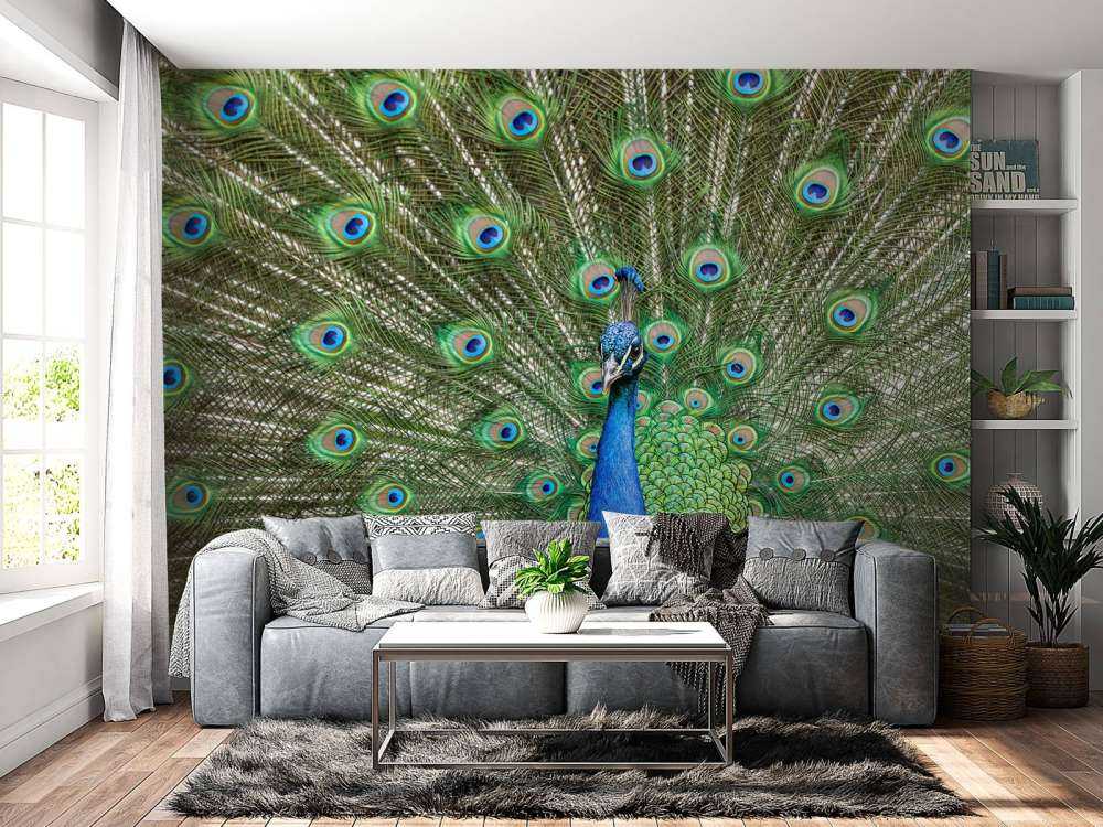 Paw z rozszerzonymi piórami