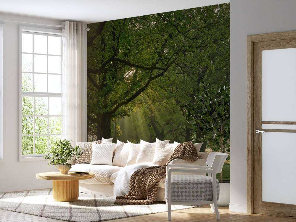 Ścieżka między dębami