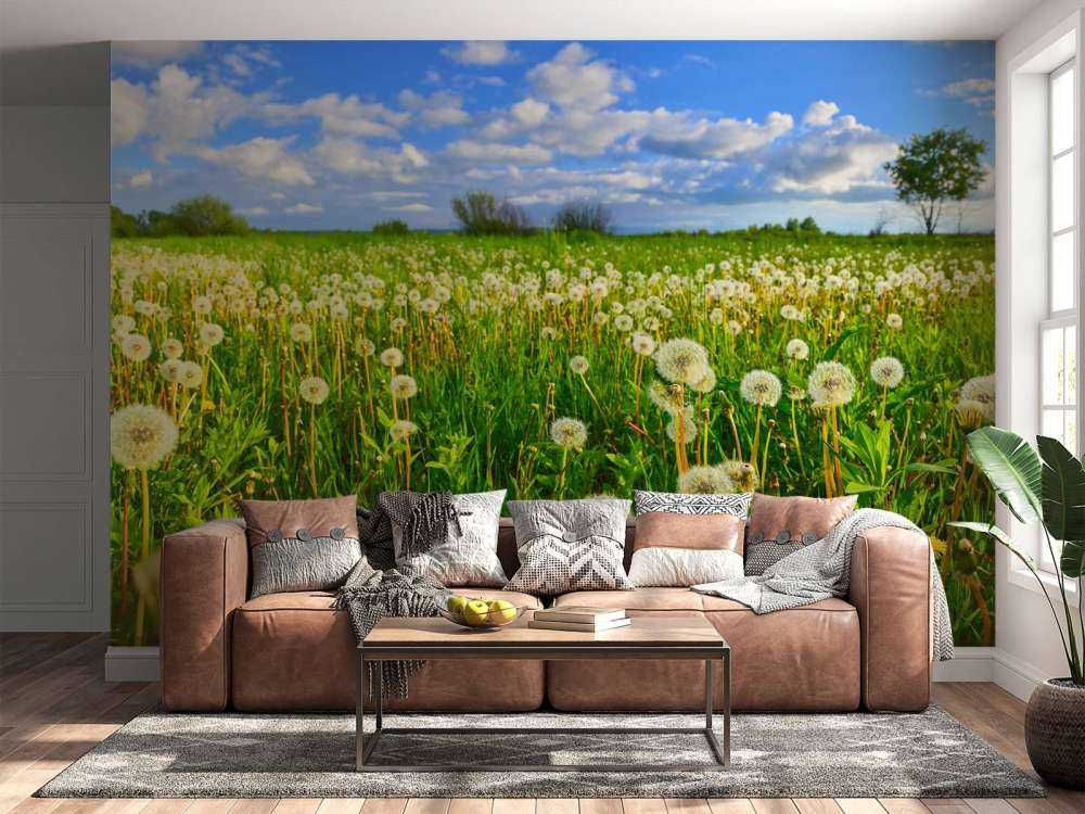 Pole mniszków lekarskich