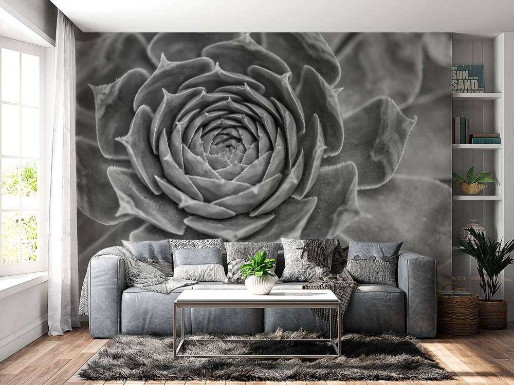 Sukulent w zbliżeniu