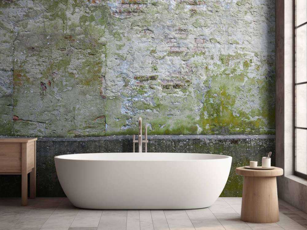 Mech na starej ścianie