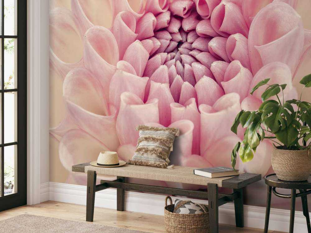 Zdjęcie z bliska dalii