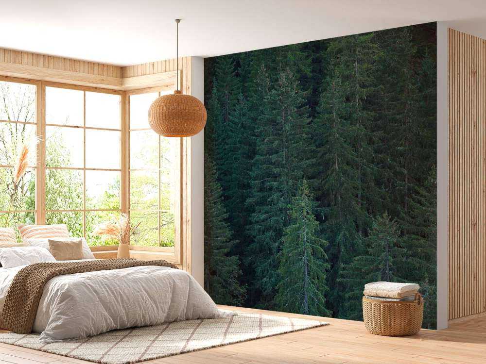 Drzewa iglaste z szyszkami sosnowymi