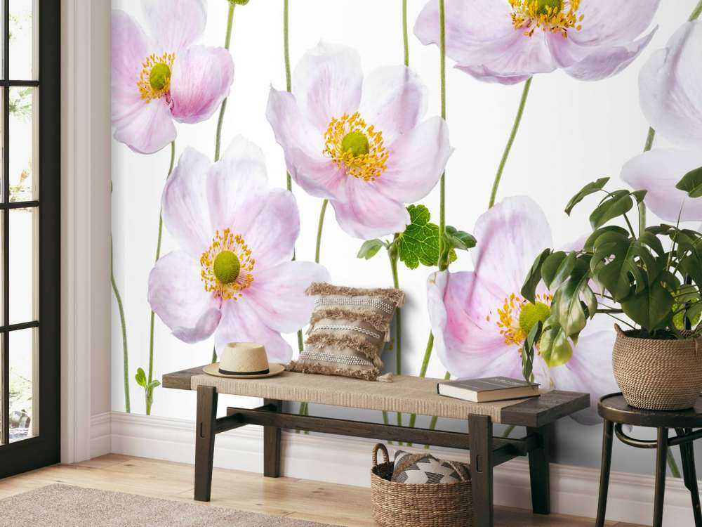 Japanese Anemones