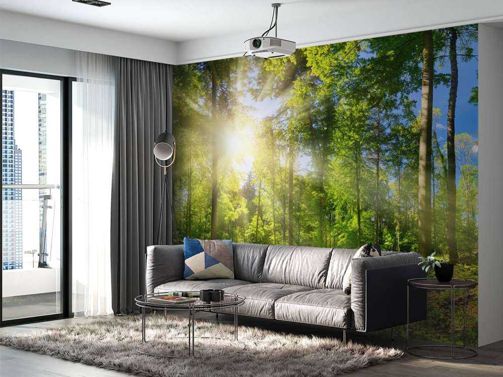 Las z promieniami słonecznymi