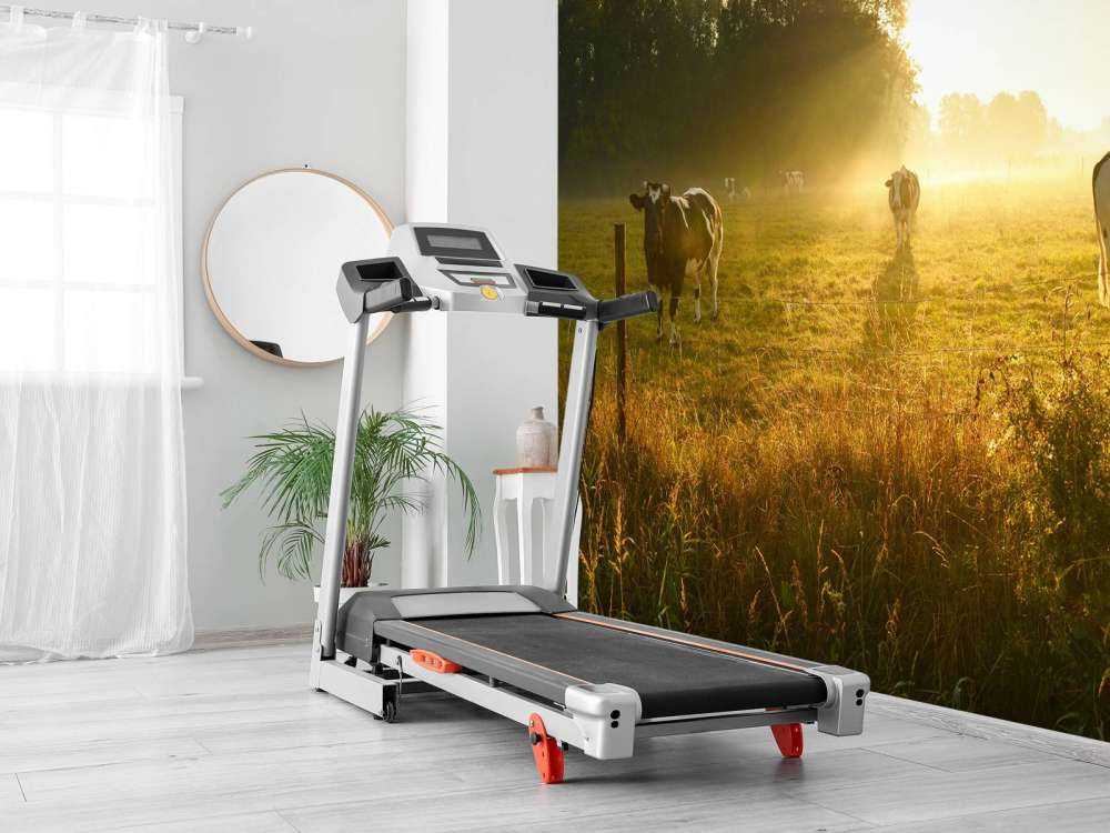 Krowa o wschodzie słońca