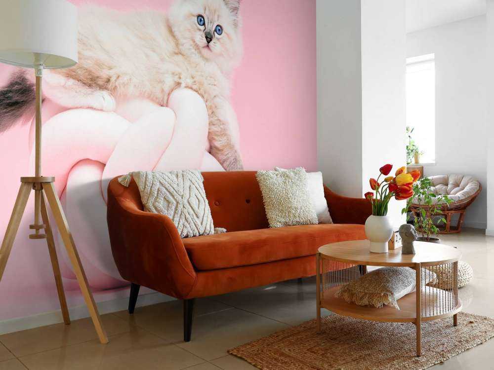 Biały kot na różowym tle