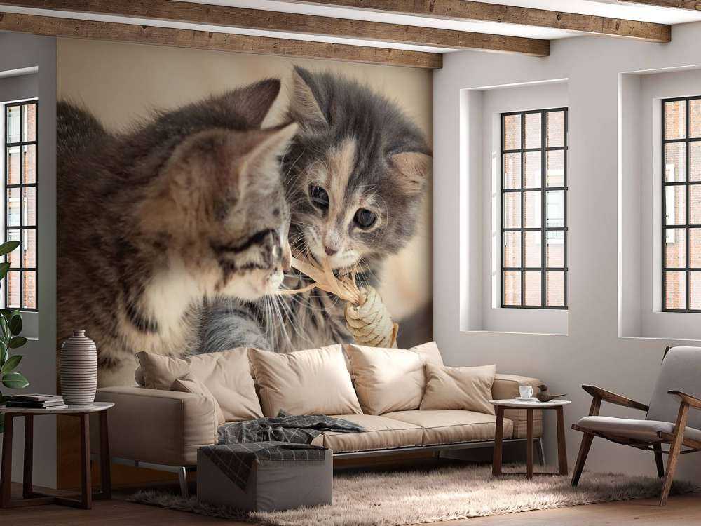 Bawiące się kocięta