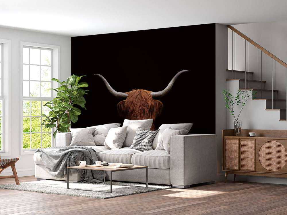 Szkocka rasa wyżynna na ciemnym tle