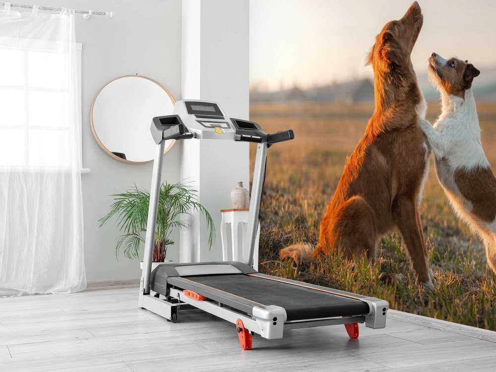 Psy patrzące w górę