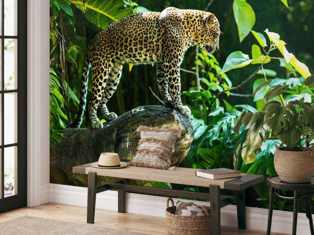Leopard na skale