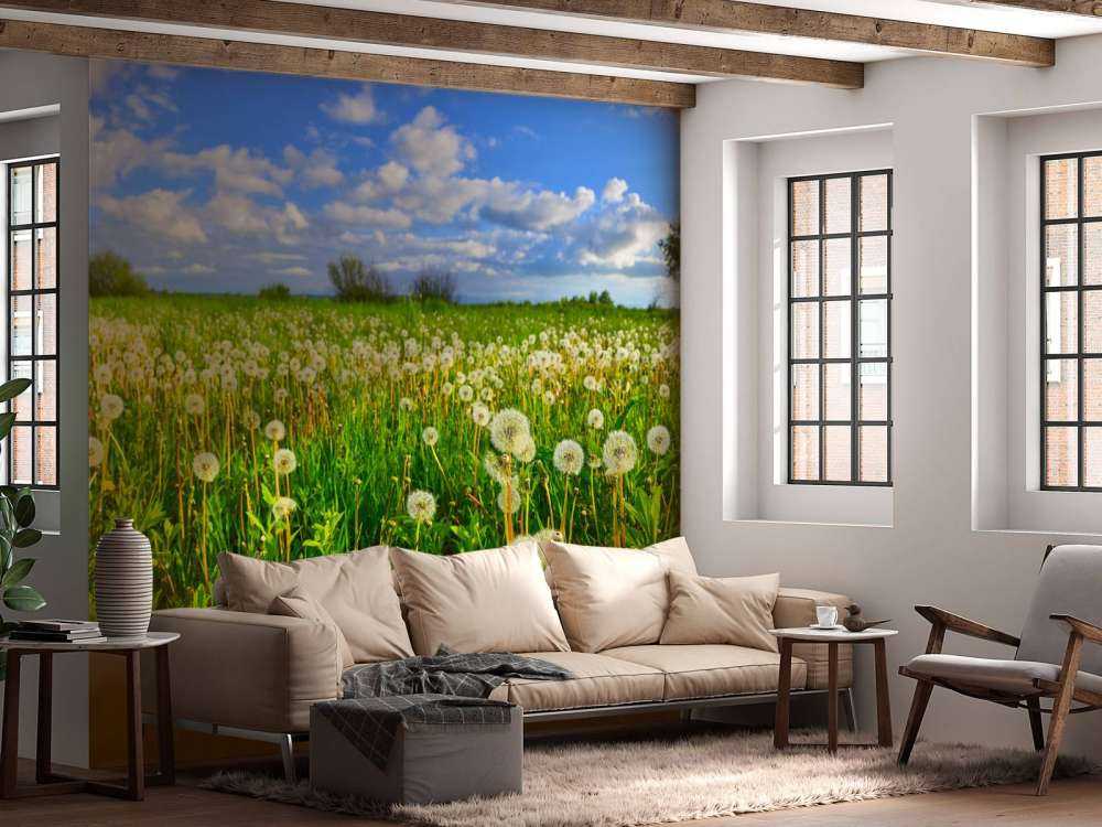 Pole mniszków lekarskich