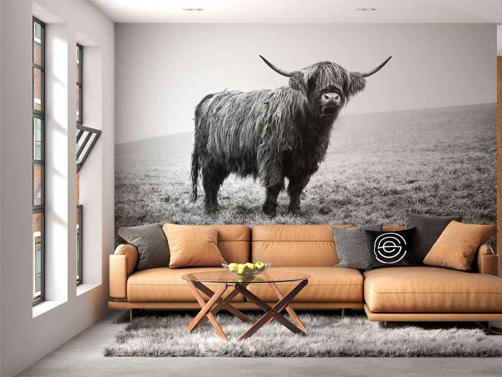 Szkocka rasa wyżynna w trawie