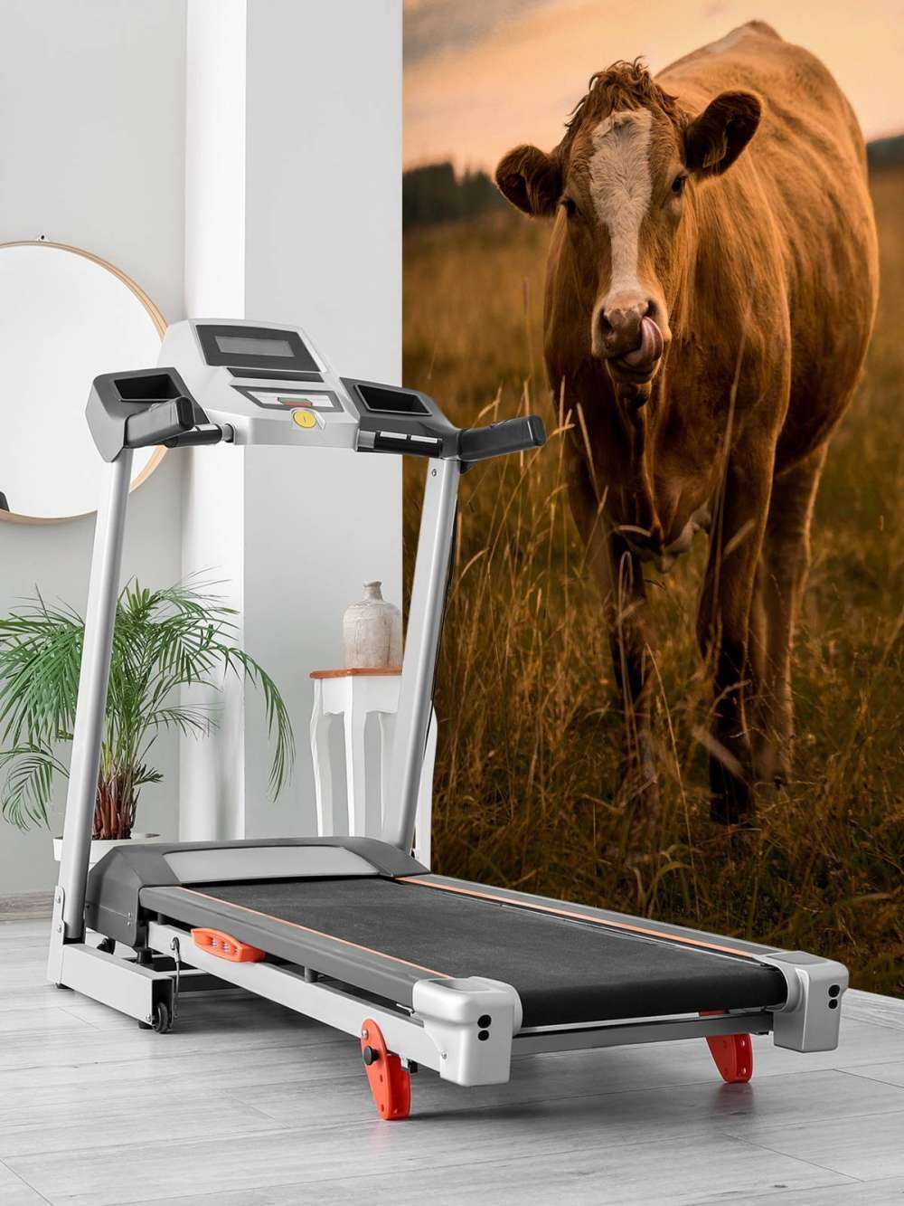 Krowa z językiem w nosie