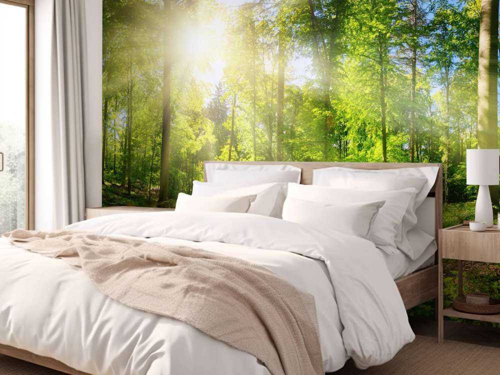 Las z promieniami słonecznymi