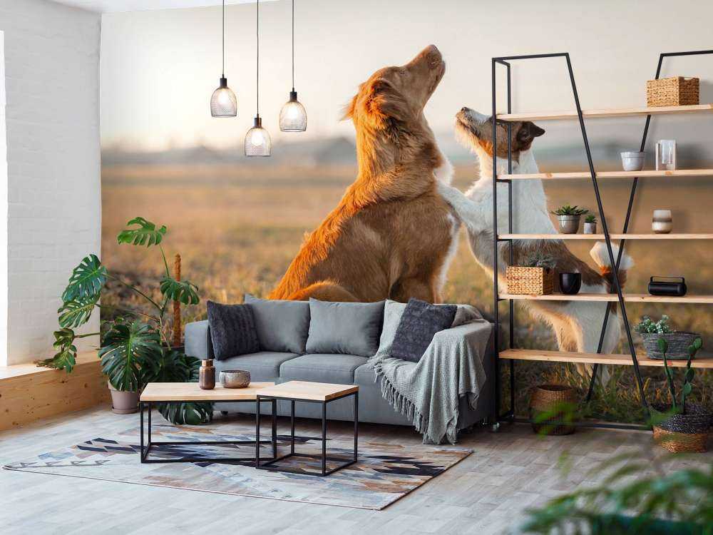 Psy patrzące w górę