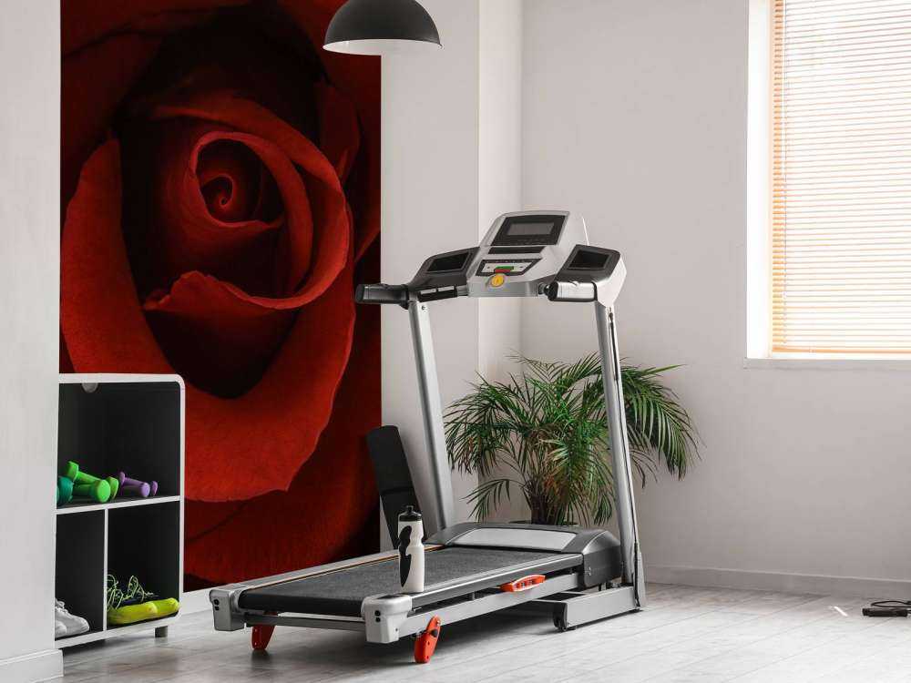 Zbliżenie na czerwoną róże