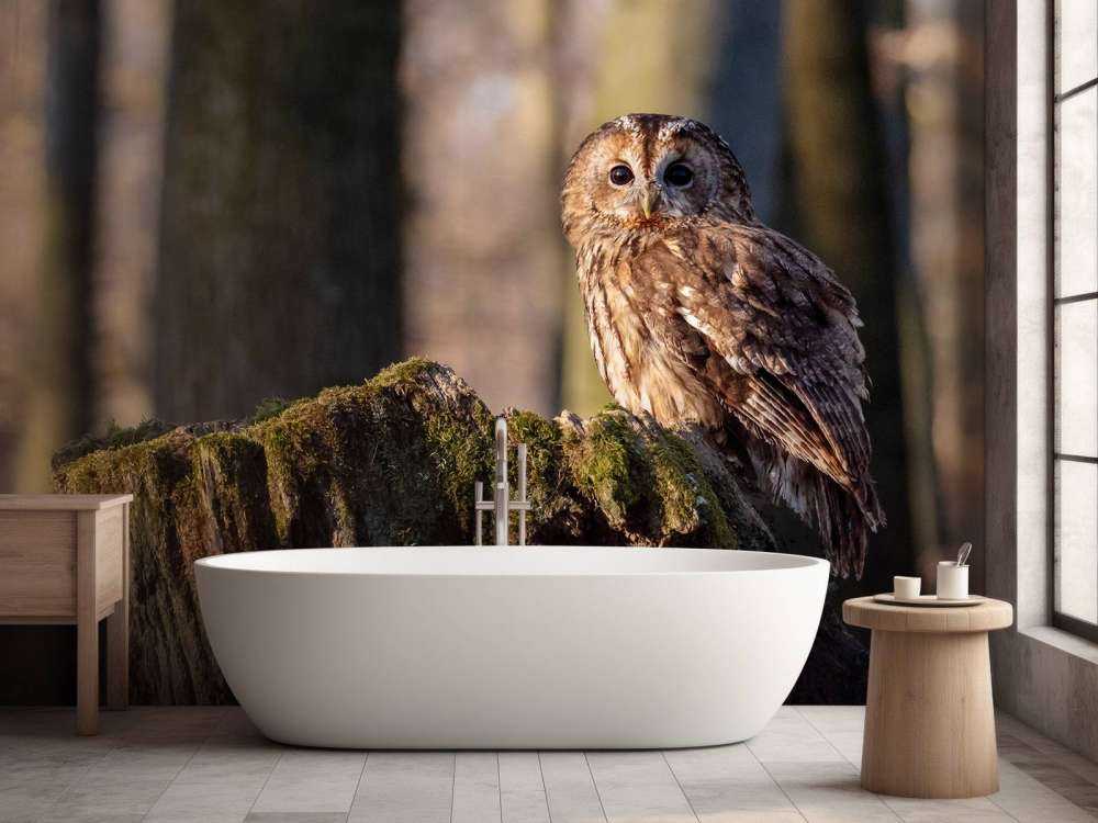 Mała sowa na złamanym drzewie