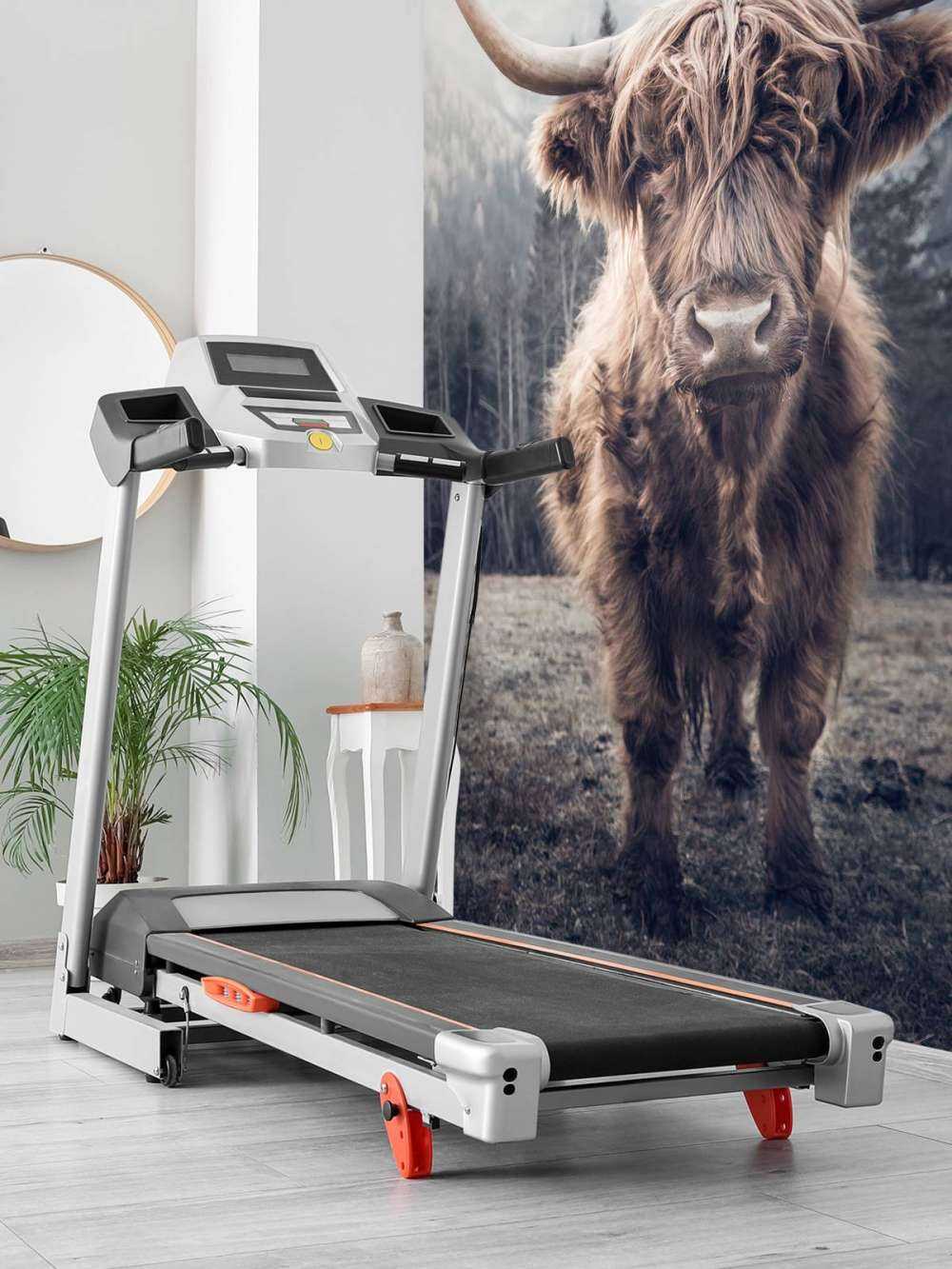 Szkocka rasa wyżynna przy lesie