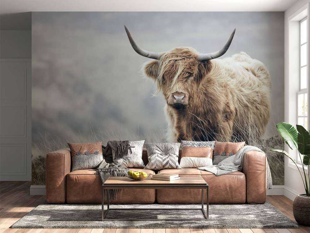 Szkocka rasa wyżynna w przyrodzie