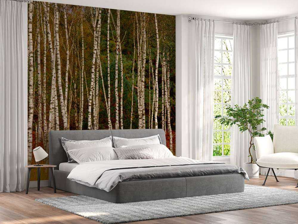 Brzozy na skraju lasu