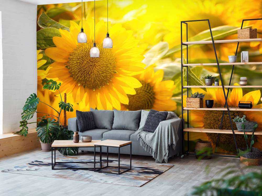 Słoneczniki i słońce