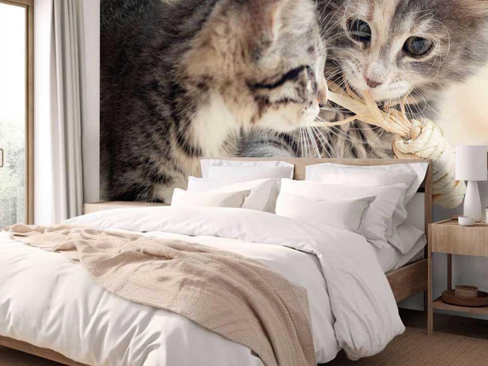 Bawiące się kocięta