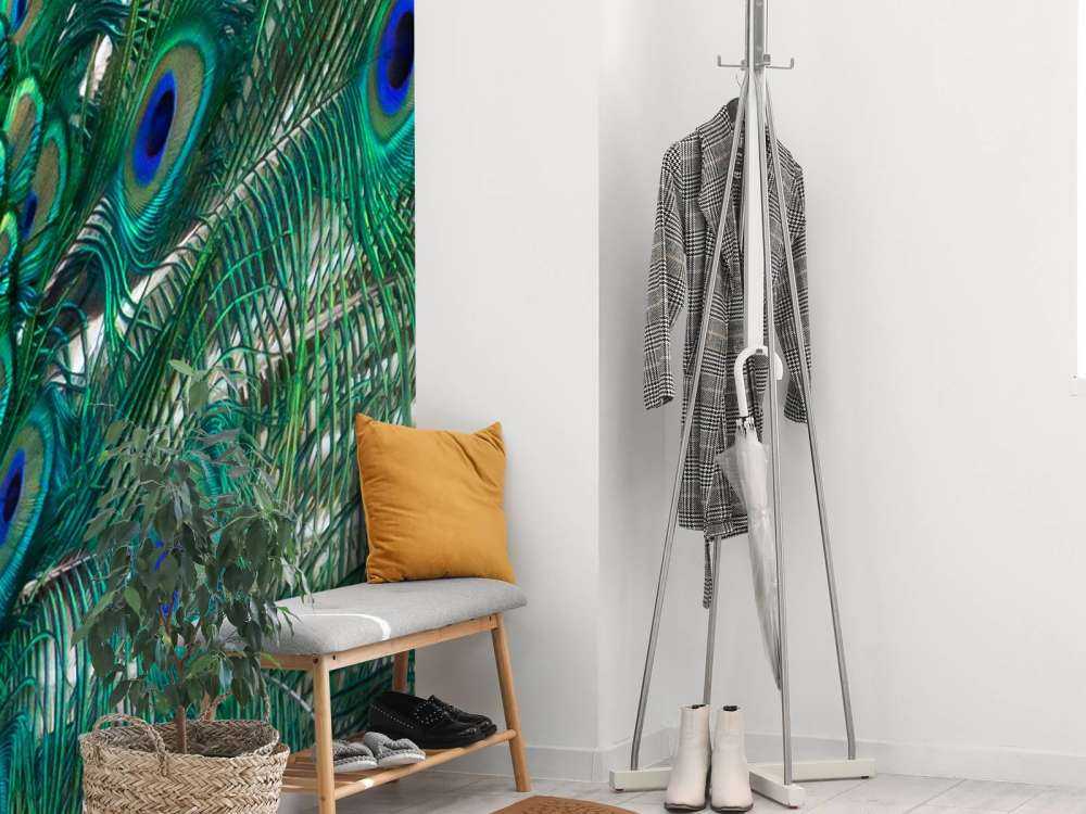 Kolorowe upierzenie pawia