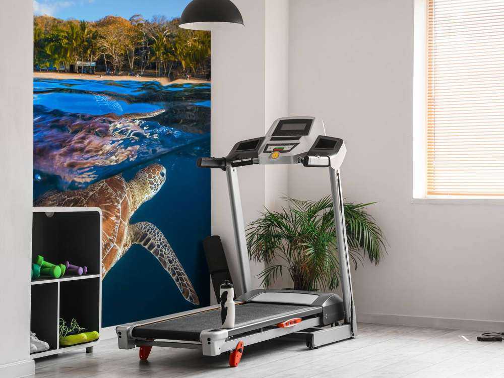 Green Turtle - Sea Turtle