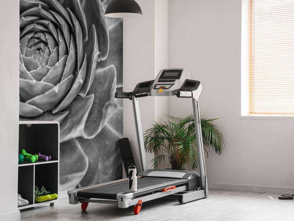 Sukulent w zbliżeniu